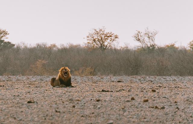 納米比亞自助游旅行指南,埃托沙國家公園介紹與旅行建議
