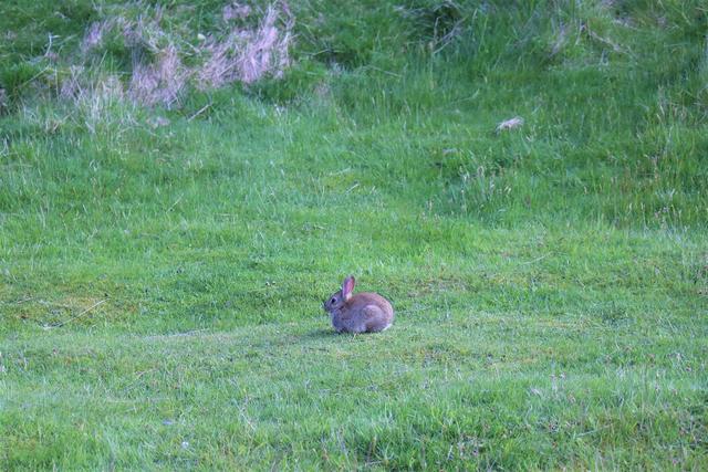 新西蘭自助游攻略,庫克山國家公園徒步看冰川