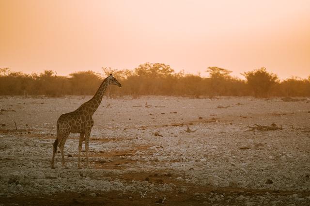 納米比亞自助游旅行指南,埃托沙國家公園介紹與旅行建議