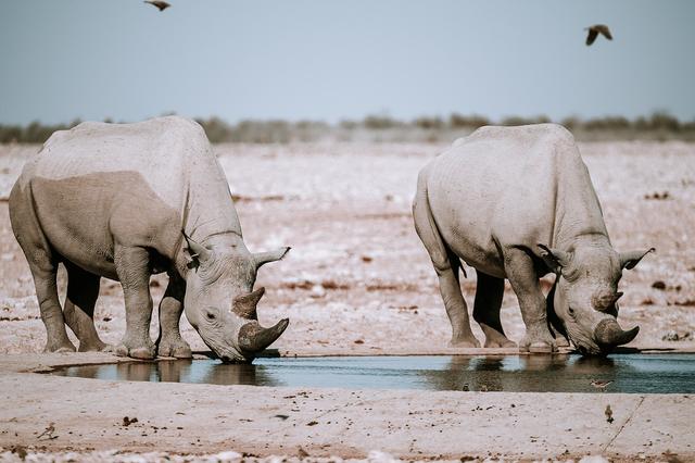 納米比亞自助游旅行指南,埃托沙國家公園介紹與旅行建議