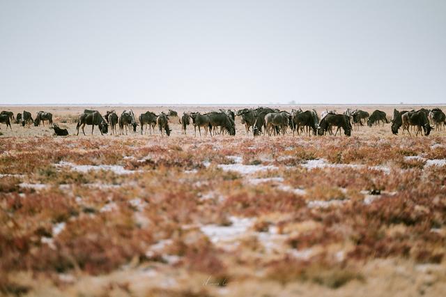 納米比亞自助游旅行指南,埃托沙國家公園介紹與旅行建議
