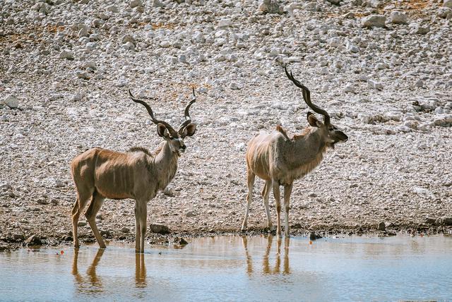 納米比亞自助游旅行指南,埃托沙國家公園介紹與旅行建議