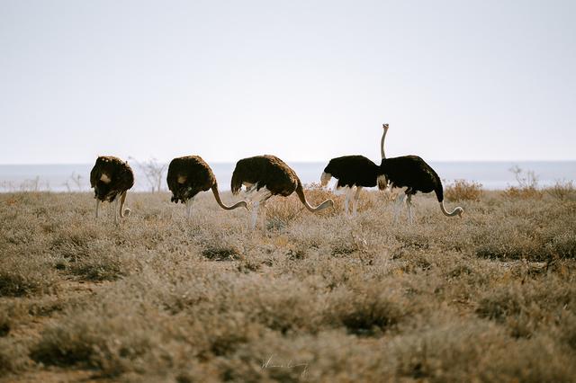納米比亞自助游旅行指南,埃托沙國家公園介紹與旅行建議