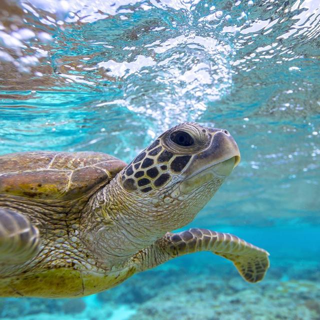 澳大利亞自由行,不可錯過的十大戶外旅游體驗