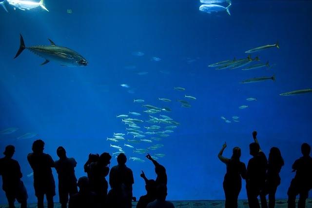 深入美國加利福尼亞州自助游,來一趟加州一號公路旅行