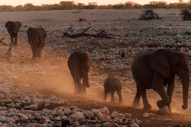 納米比亞自助游旅行指南,埃托沙國家公園介紹與旅行建議