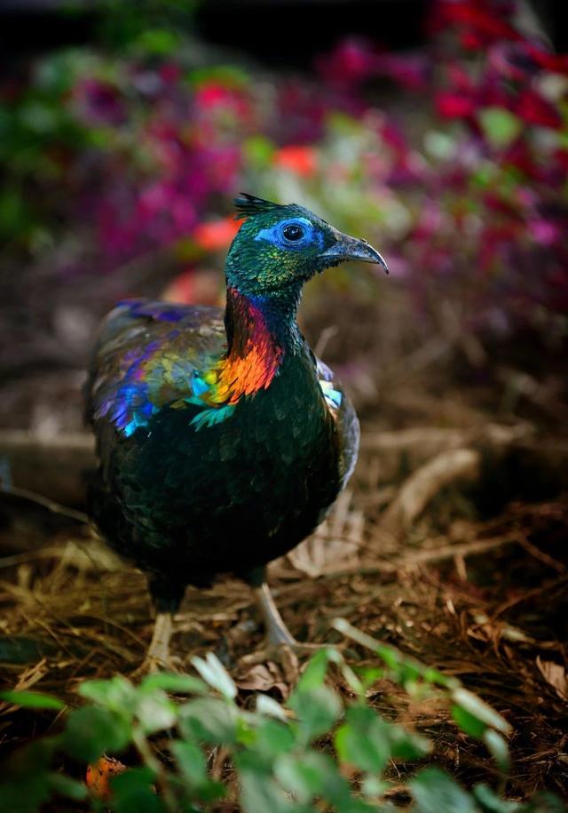 尼泊爾自由行,尼泊爾值得去的理由