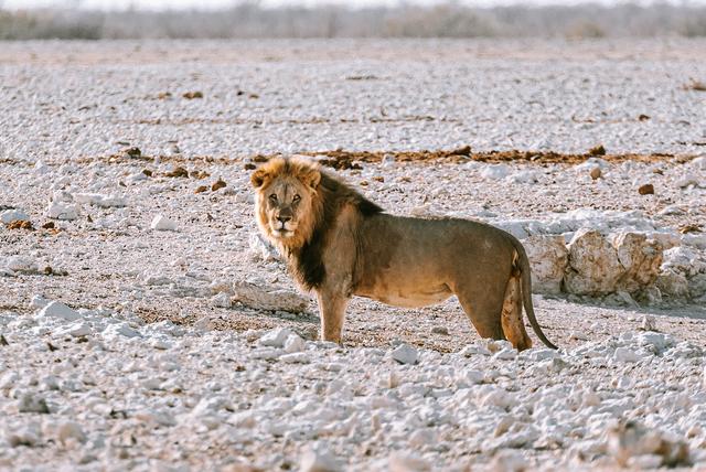 納米比亞自助游旅行指南,埃托沙國家公園介紹與旅行建議