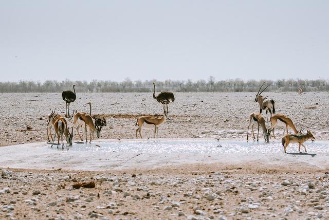納米比亞自助游旅行指南,埃托沙國家公園介紹與旅行建議