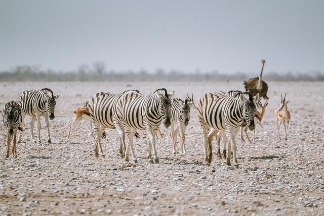 納米比亞自助游旅行指南,埃托沙國家公園介紹與旅行建議
