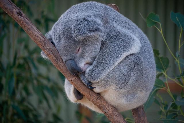 澳洲自由行,十條自駕游路線讓你玩轉澳大利亞