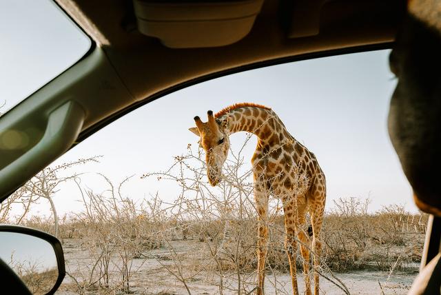 納米比亞自助游旅行指南,埃托沙國家公園介紹與旅行建議