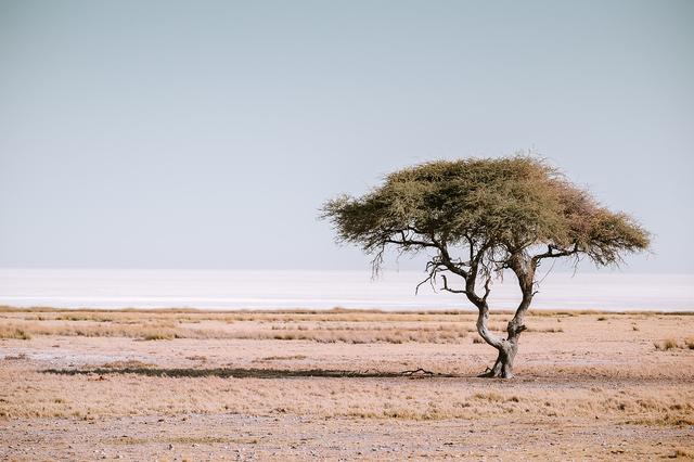 納米比亞自助游旅行指南,埃托沙國家公園介紹與旅行建議