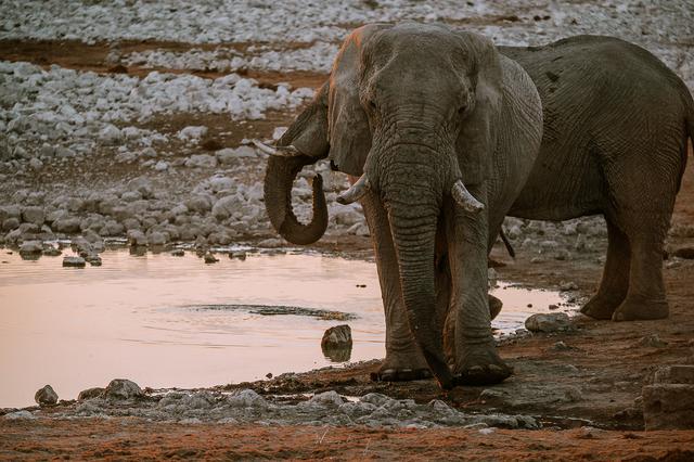 納米比亞自助游旅行指南,埃托沙國家公園介紹與旅行建議