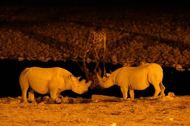 納米比亞自助游旅行指南,埃托沙國家公園介紹與旅行建議