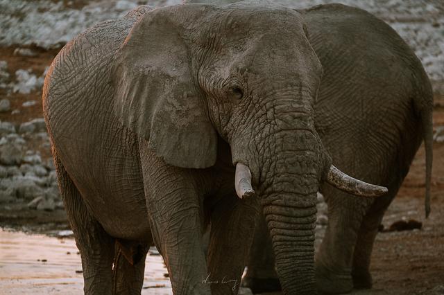 納米比亞自助游旅行指南,埃托沙國家公園介紹與旅行建議