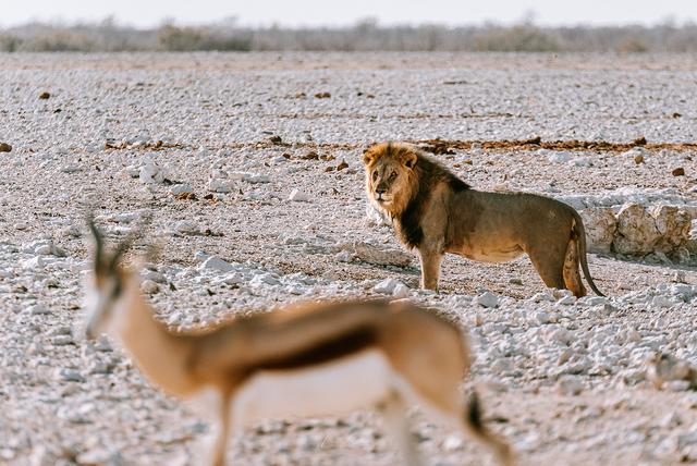 納米比亞自助游旅行指南,埃托沙國家公園介紹與旅行建議