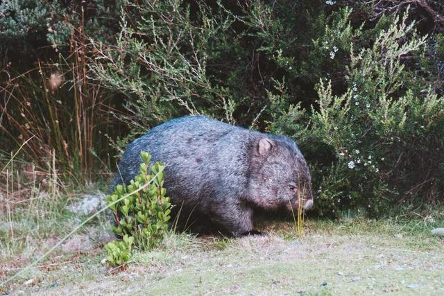 澳大利亞自由行攻略,塔斯馬尼亞島一起自駕游