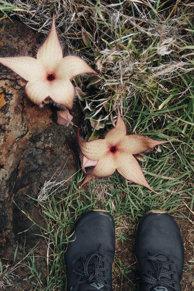 夏威夷火山徒步之旅,穿著Salomon薩洛蒙輕量戶外鞋實測