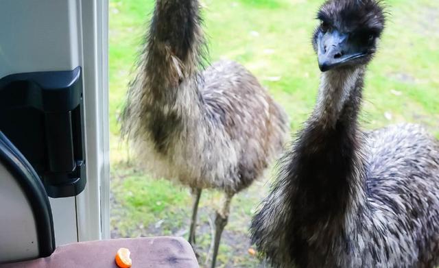 澳洲行墨爾本大洋路自駕,開露營車三天兩夜自駕游