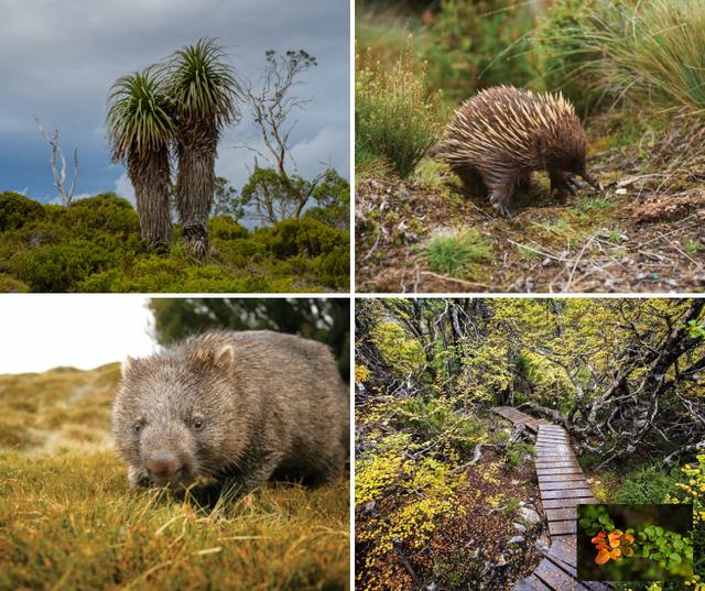 澳大利亞搖籃山旅游攻略之徒步線路,“世界盡頭”的塔斯馬尼亞