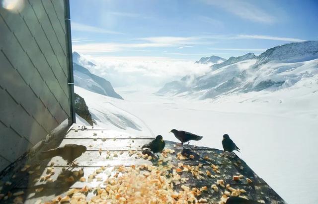 瑞士自由行游玩攻略,歐洲之巔瑞士少女峰自助游指南