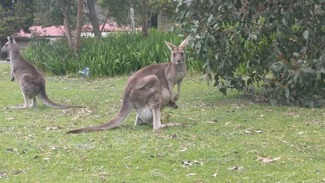澳洲行墨爾本大洋路自駕,開露營車三天兩夜自駕游