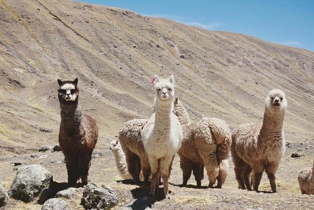 秘魯安地斯山脈自助登山指南,一起從彩虹山環(huán)繞奧桑加特山吧