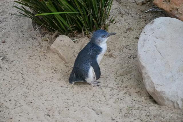 澳大利亞悉尼藍(lán)山國家公園一日游攻略,帶你一探藍(lán)山之美