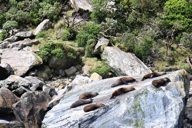 新西蘭皇后鎮必去米佛峽灣經典一日游攻略,探索世界第八大奇跡