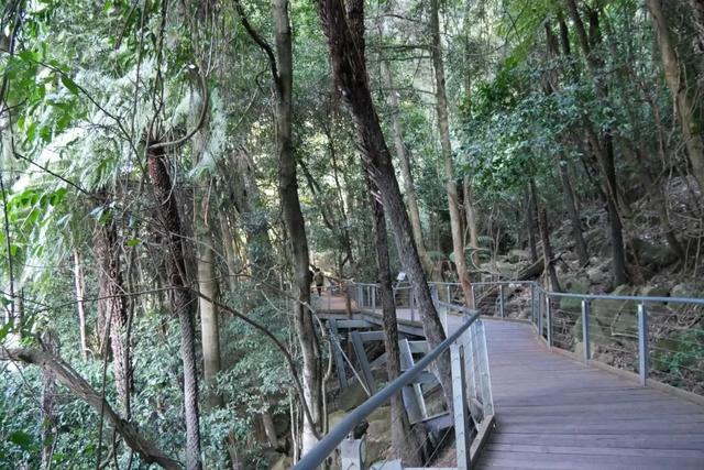 澳大利亞悉尼藍(lán)山國家公園一日游攻略,帶你一探藍(lán)山之美