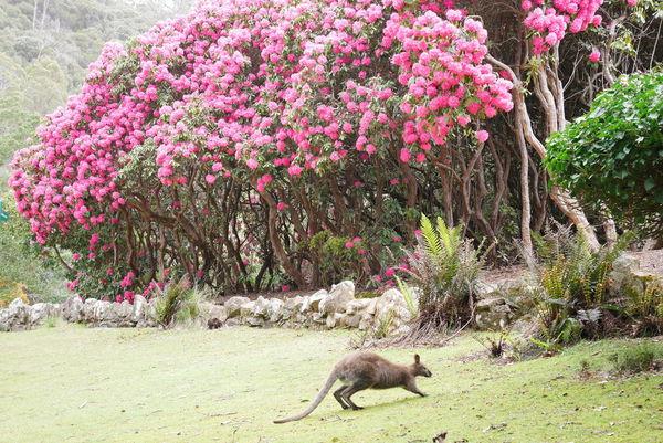 澳大利亞塔斯馬尼亞旅游指南,第一次去塔斯馬尼亞旅游必去景點