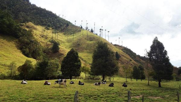 南美安第斯山脈徒步穿越,哥倫比亞篇回憶錄