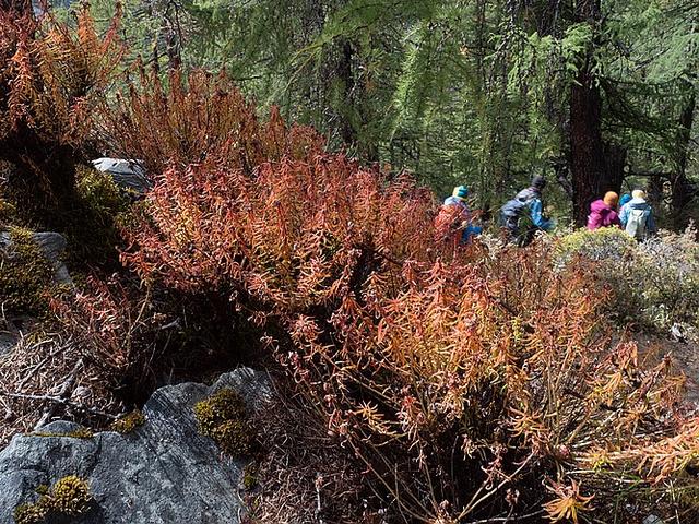洛克線四川木里亞丁徒步穿越,一生必走的徒步路線