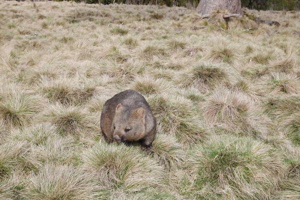 澳大利亞塔斯馬尼亞旅游指南,第一次去塔斯馬尼亞旅游必去景點