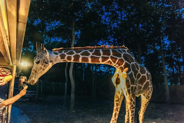 泰國清邁自由行,清邁知名景點與交通自助游攻略
