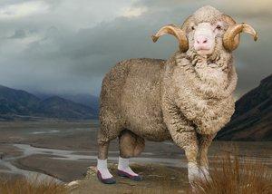 裝備測評,icebreaker羊毛保暖內衣及中厚款羊毛戶外襪