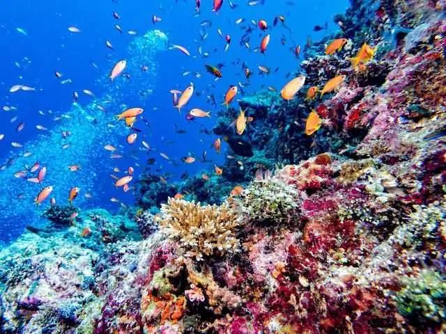 馬爾代夫度假旅行如何選擇島嶼?這篇攻略讓你不再糾結