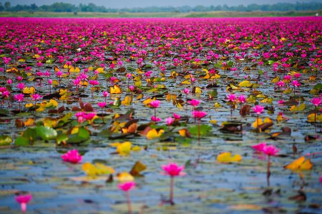 泰國不為人知的自由行,烏隆他尼和素叻他尼旅游攻略