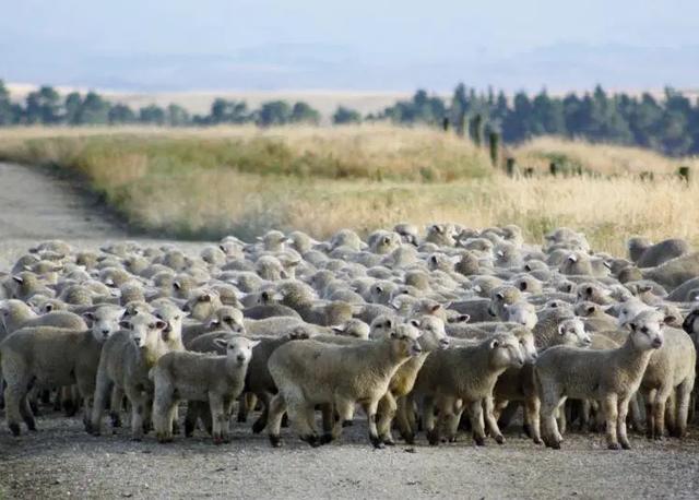 新西蘭自駕游攻略,去新西蘭自駕游實用指南