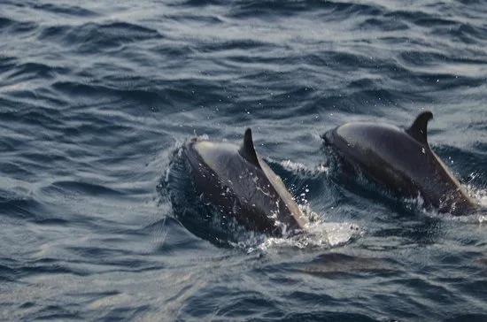 馬爾代夫度假旅行如何選擇島嶼?這篇攻略讓你不再糾結