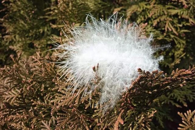 羽絨服和棉服哪個更保暖?看完就知道如何選擇了