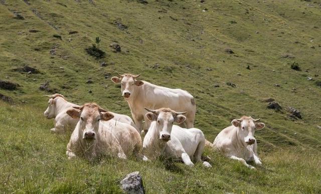 體驗法國人的度假天堂,法國南部比利牛斯山登山一日行