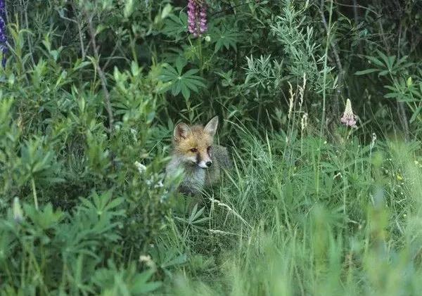 戶外知識,戶外旅程中不同路面的徒步技巧