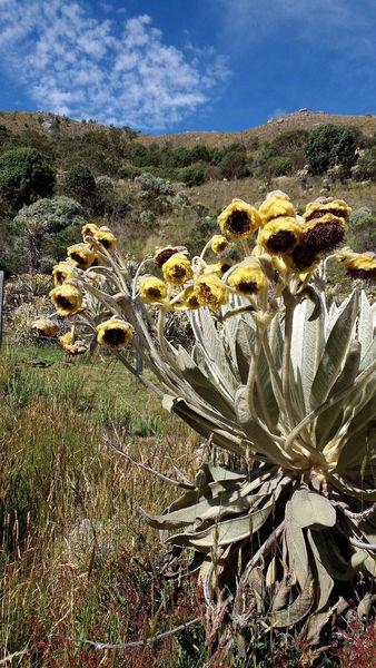 南美安第斯山脈徒步穿越,哥倫比亞篇回憶錄