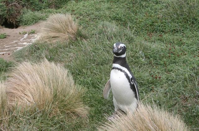 智利自助游自由行攻略,智利不可不知的行前準(zhǔn)備