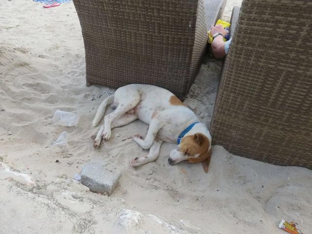 菲律賓自由行,宿霧薄荷島五天四夜行程旅游攻略