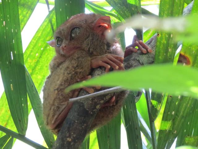 菲律賓自由行,宿霧薄荷島五天四夜行程旅游攻略