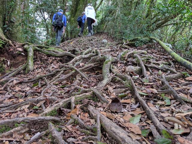 La Sportiva越野跑鞋評測,一鞋多用、帥氣兼具