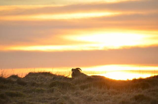 冰島自駕旅行,給你一篇完整的冰島自駕攻略